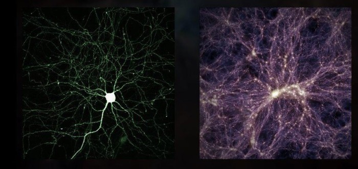 Brain cell (L), Universe (R)